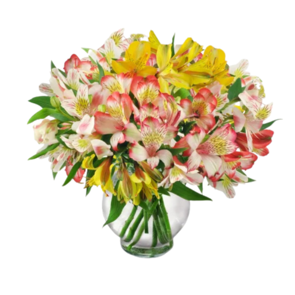 Radiant Peruvian Lilies